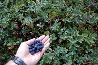 �������� �� ��������, ������, ��������