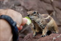 ���� �����