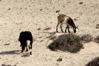 �������� ���������