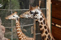 ����� ���� - ������ 