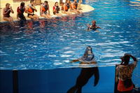 ����� ���� - ������� ����