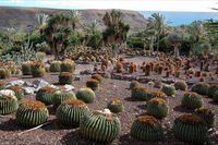 ����� ���� - �������