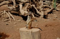 ���������, ��������� ����, ���� �������