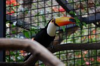 �����, ��������� ����, ���� �������