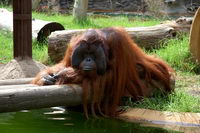 ��������� Lee lee, ��������� ����, ���� �������