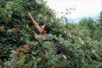 ������� � �������� ��������, ����