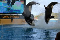 ��� � ���������, ���� ����, ��������