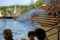 ��� � ���������, ���� ����, ��������