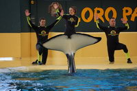 ��� � ���������, ���� ����, ��������