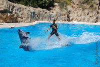 ��� ���������, ���� ����, ��������