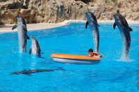 ��� ���������, ���� ����, ��������