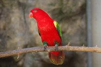 �������, ���� ����, ��������