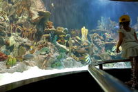 ��������, ���� ����, ��������