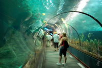 ��������, ���� ����, ��������