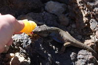 �������, ���� �����, ��������