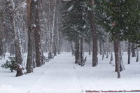 �������� ���, �. �����